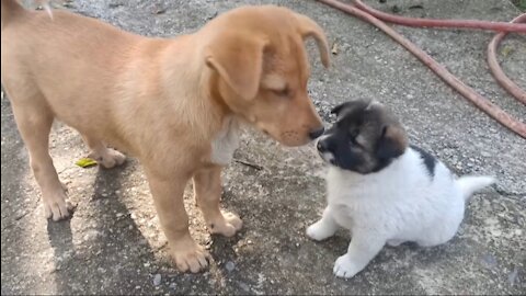 Puppy meeting - Their first reaction!