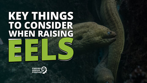 Key Things To Consider When Raising Eels #shorts