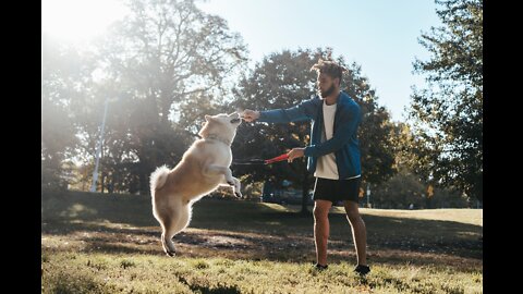 Funniest & Cutest Labrador Dogs - Dogs Training Tips