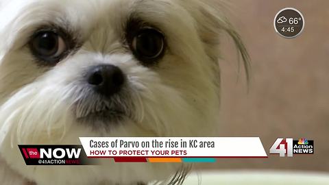 Humane Society of Greater KC seeing increase of potentially deadly parvo virus