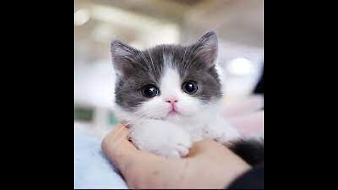 cute kitten _ cat