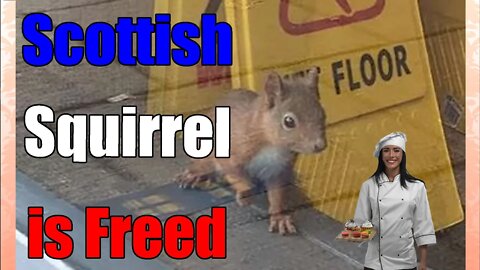Red squirrel 🐿️Freed after shutting down Scottish bakery🧁🥯 for days