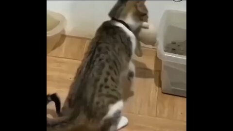 Cat feeding his stuffed toy friend|heart touching❤️❤️