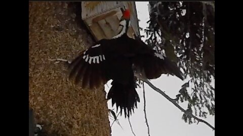 Pileated Woodpecker Savagely devouring brains!