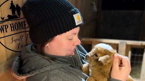 My Goat TRICKED Me! // Baby Dairy Goat Born on the Farm