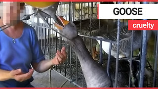 Video shows geese being force-fed at a French foie gras farm