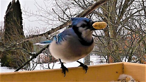 Brightly colored blue jay is extremely picky about his peanuts