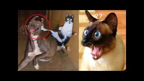 Funniest 😂 Dogs and Cats - Awesome Funny Pet Animals Videos