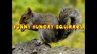 FUNNY HUNGRY SQUIRREL.THIS IS THE FUNNIEST VIDEO EVER!