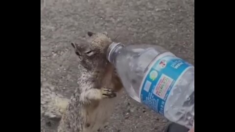 The poor squirrel was damn thirsty