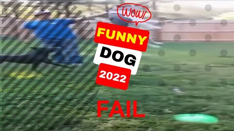 🤣Funny Dogs Fail 2022 Video Clips #shorts