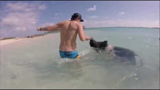 Svøm med søte griser på Bahamas