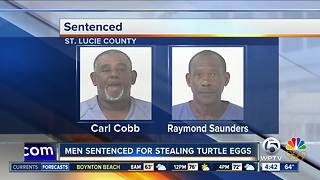 2 Riviera Beach men sentenced for stealing 500 turtle eggs