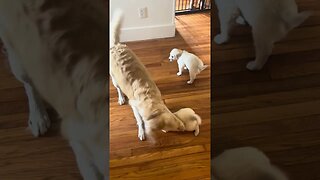 Golden Retriever Kora playing with Jewels puppies!