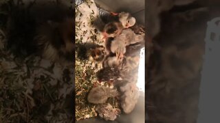 Guinea fowl keet hatchlings