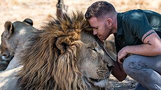 Daring Ranger Spends A Day With 5 Lions | BIG CAT LIFE