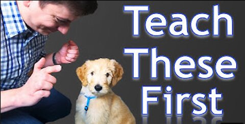 3 Easy Things to Teach your NEW PUPPY!