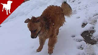 My Puppy Sees Snow for the First Time - "Kokoni" Dog Breed