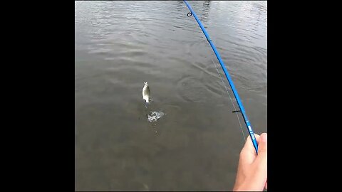 spin jig bass fishing