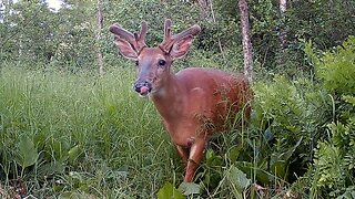 Bucks and Fawns