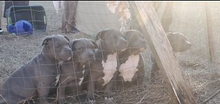 American Bully Puppy MsuBullyFarm Aliendawgs Bloodline 97924oo744