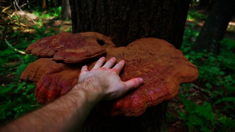 The Story of Son of a Bear L.L.C. / Mountain Rose Herbs #grants4plants Application / Foraging Reishi