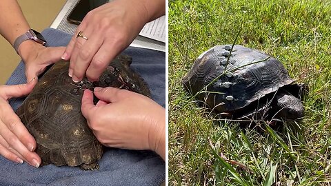 Tortoise with broken shell gets some fancy hardware