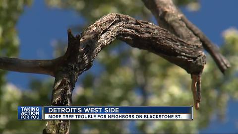 More tree troubles for Detroit neighborhood