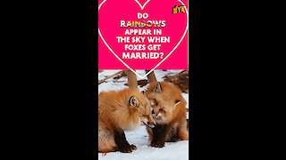 Do rainbows appear in the sky when foxes get married? *