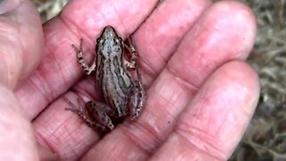 Catching and Releasing a Chorus Frog Found While Mowing