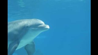 Golfinho simpático cumprimenta canoísta na Flórida