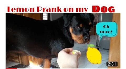 Lemon prank on my dog: very funny reactions। Dog pranks। Funny videos।