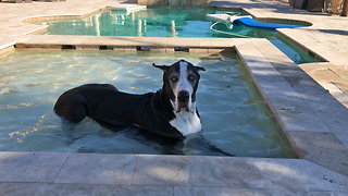 Happy Great Dane Enjoys Playing in Her Doggy Pool