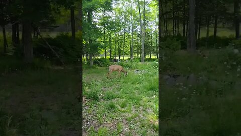 Mother deer returns