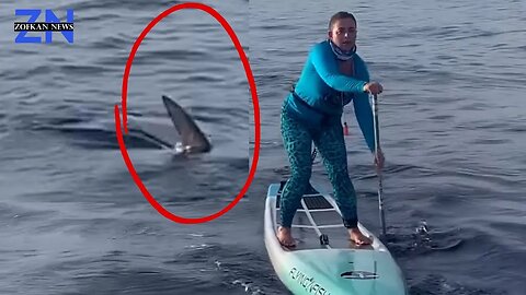 Hammerhead shark stalks paddleboarders In shocking video