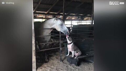 La bella e improbabile amicizia tra un pitbull e un cavallo