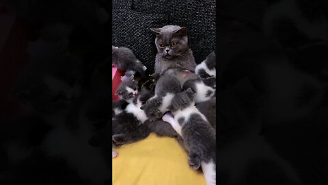 mom and her babies 🥰 try not to laugh - funny cats #shorts