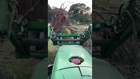 Shaking dirt off a tree I plucked out with pallet forks