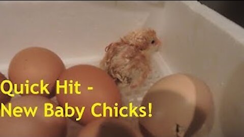 We've Got Chicks