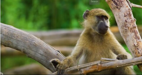 Monkey Resting on a Tree Branch