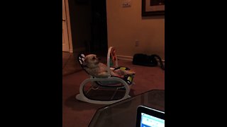 Dog watches TV while sitting in baby's rocking chair