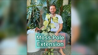 Moss Pole extension - Manjula Pothos