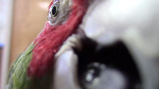 Parrot fascinated by camera, closely examines it