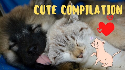 Funny and Cute Cats 👯😺 Compilation