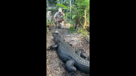 Feeding a gigantic alligator 🐊