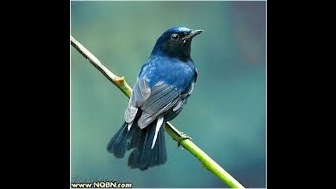 Blue-colored bird flying in the trees cute