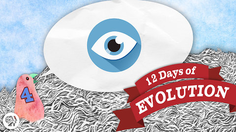 Can Evolution Make an Eye? - 12 Days of Evolution #4
