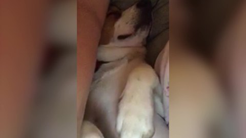 Adorable Dog Snores Like a Chainsaw