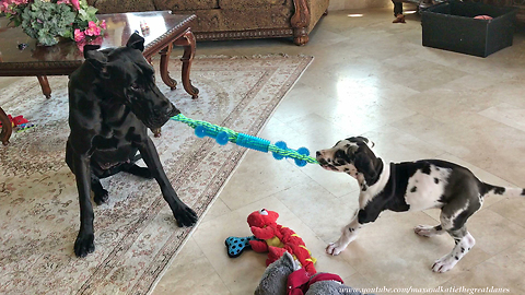 Great Dane plays tug-of-war with fearless puppy