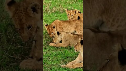 Fun With Lion Cubs #shorts | #ShortsAfrica